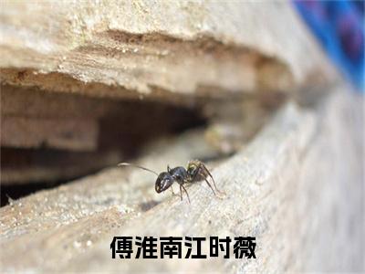 傅淮南江时薇特别篇章节目录+章节前文（傅淮南江时薇）TXT清爽版在线