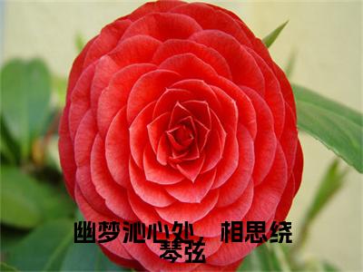 幽梦沁心处，相思绕琴弦是什么小说(秦宴礼关沁遥)（幽梦沁心处，相思绕琴弦）全本完整清爽版在线+无广告结局