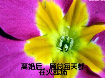 （顾天佑沈瑶）离婚后，顾总每天都在火葬场顾天佑沈瑶后续一口气无广告全书章节表
