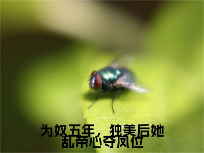 高分_为奴五年，独美后她乱帝心夺凤位(虞江寻萧承熙)（为奴五年，独美后她乱帝心夺凤位）全本完整阅读
