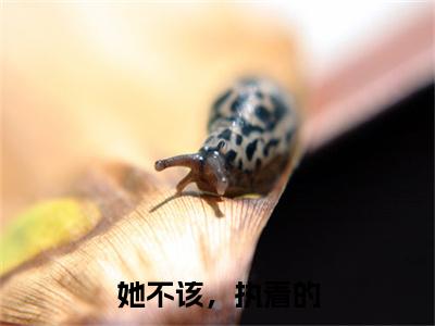 终章小说陆时愿叶芷完结篇(她不该，执着的)已更新+延伸（陆时愿叶芷）清爽版