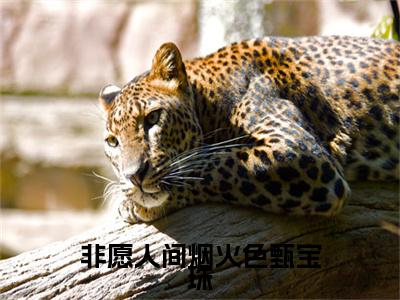 终章小说非愿人间烟火色甄宝珠(周邸甄宝珠)：结局+番外评价五颗星