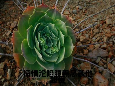 深情沦陷腹黑总裁他超爱番外（傅砚辞林书晚）TXT+后续+结局在线阅读