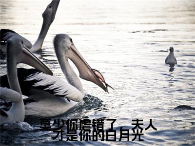 莫尧臣洛瑾熙小说(莫少你虐错了，夫人才是你的白月光)（莫尧臣洛瑾熙）全书+后续+结局在线阅读