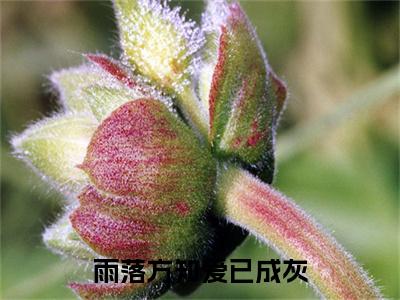 雨落方知爱已成灰续集（顾持今疏月）章节在线阅读最近章节
