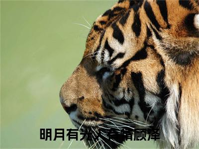 沈清音顾泽（明月有光人有情顾泽）结局+番外免费品鉴_（明月有光人有情顾泽）沈清音顾泽+后续评价五颗星
