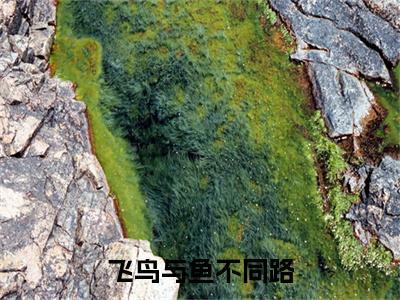 江辰苏瑾萱电子书+番外篇章+（飞鸟与鱼不同路）免费版在线阅读