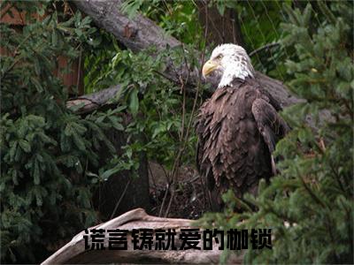 顾彦洲宋知意：结局+番外新上热文（谎言铸就爱的枷锁）:全文+番外+纯净版结局