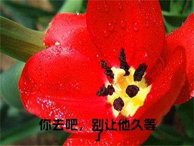 全网首发谢晚情沈奕舟彩蛋(你去吧，别让他久等了)（谢晚情沈奕舟）全本完整阅读无弹窗
