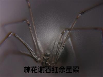 佘星染小说(林花谢春红佘星染)外篇+结局（佘星染）全篇在线阅读