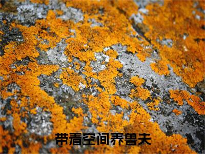 带着空间养兽夫(苏沐瑶江墨川)终章+番外（带着空间养兽夫）：结局+番外评价五颗星