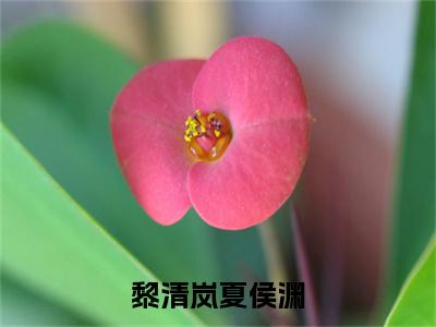 黎清岚夏侯渊(黎清岚夏侯渊)整本+后续+（黎清岚夏侯渊）结局在线阅读