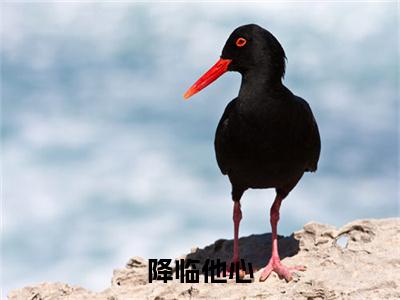 （沈空青谢姝）沈空青谢姝小说(降临他心)小说全集速览无广告高口碑小说