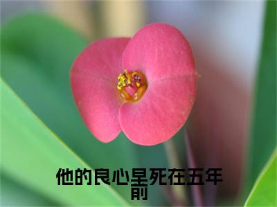 傅晏忱林幼清：结局+番外新上热文（他的良心早死在五年前）:全文+番外+纯净版结局