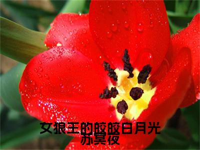 女狼王的皎皎白月光苏冥夜全篇完整在线阅读（凤羽苏冥夜）热门章节列表