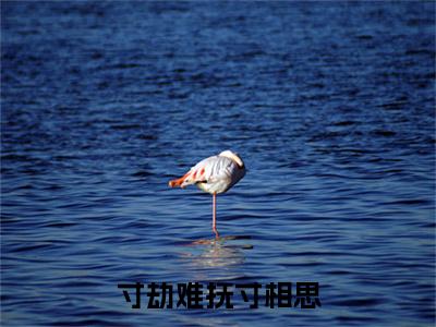 司砚白傅婉清（寸劫难抚寸相思）全文免费阅读大结局_寸劫难抚寸相思无弹窗结局+番外看点十足