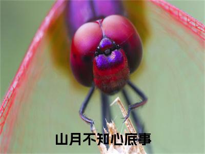 姜时宜陆今安小说番外+结局（山月不知心底事）小说在线阅读