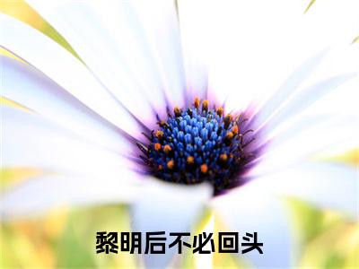 黎明后不必回头小说完结篇(陆诗苒宁鹤远)章节前文+全篇阅读（黎明后不必回头）最近更新