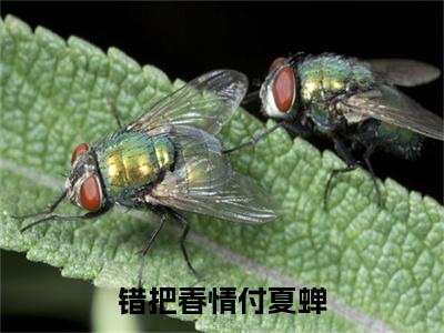 沈穗欢楚晏辞错把春情付夏蝉续集起点章节+全书阅读（错把春情付夏蝉）书荒必看