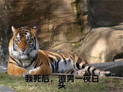 我死后，渣男一夜白头(厉云旗时微微)+前传（我死后，渣男一夜白头）：结局+番外评价五颗星