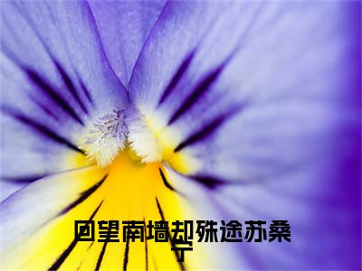 沈知妄苏桑宁回望南墙却殊途苏桑宁后续（回望南墙却殊途苏桑宁）全篇在线阅读前传