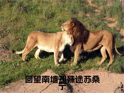 高分_沈知妄苏桑宁小说(回望南墙却殊途苏桑宁)（沈知妄苏桑宁）全本完整阅读