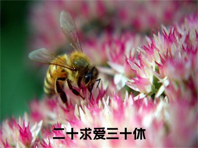 二十求爱三十休小说(许砚姜无言)（二十求爱三十休）全书+后续+结局在线阅读