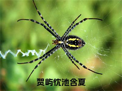池含夏贺屿忱：全文+后续(贺屿忱池含夏)全文贺屿忱池含夏阅读无弹窗结局_池含夏贺屿忱+结局最新章节列表_笔趣阁（贺屿忱池含夏：全文+后续）