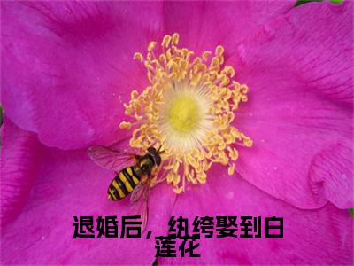 前传叶婉续集:全文+番外退婚后，纨绔娶到白莲花：结局+番外新上热文
