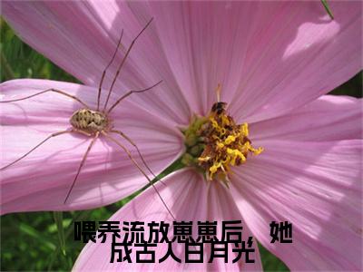 喂养流放崽崽后，她成古人白月光结局+番外新上热文大结局_（喂养流放崽崽后，她成古人白月光）安洛最新章节列表笔趣阁