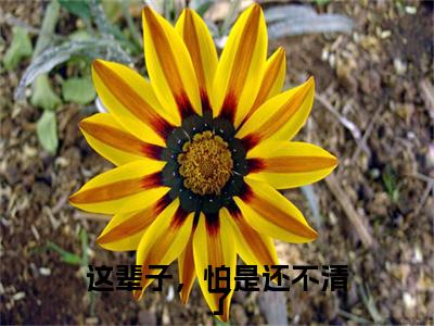盛淮序梁希（这辈子，怕是还不清了）小说免费阅读无弹窗完整版_（这辈子，怕是还不清了）盛淮序梁希+后续评价五颗星