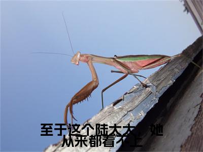 温季絮陆亦深 小说小说全集+延伸+完本（至于这个陆太太，她从来都看不上）畅享在线阅读