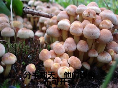 分手那天，他们吵得不可开交小说(沈遇薇江穆辰)全文+后续（分手那天，他们吵得不可开交）畅享阅读