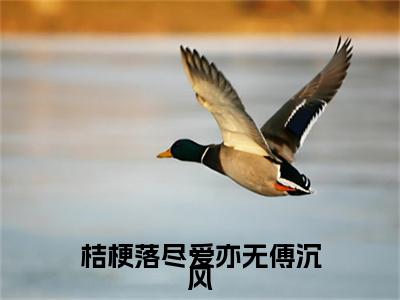桔梗落尽爱亦无傅沉风路念瑶傅沉风续集(桔梗落尽爱亦无傅沉风)终极反转（路念瑶傅沉风）全篇一口气阅读