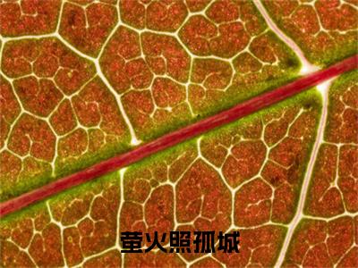在线阅读（洛云晚赵容川）萤火照孤城：结局+番外看点十足全文+后续