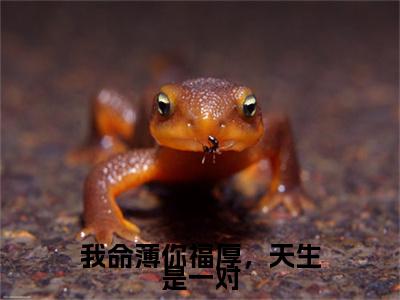 终章小说我命薄你福厚，天生是一对完结篇(沈晚晚陆回)已更新+延伸（我命薄你福厚，天生是一对）清爽版