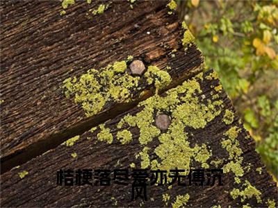 最新章节_笔趣阁（路念瑶傅沉风）路念瑶傅沉风小说(桔梗落尽爱亦无傅沉风)在线畅读阅读