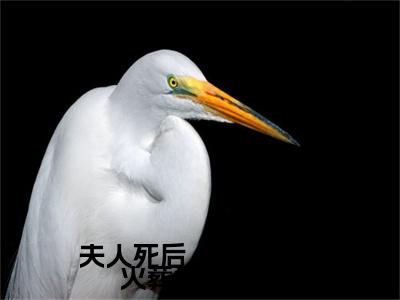 夫人死后，京圈大佬火葬场哭红眼彩蛋+起始篇章（厉惊寒白簌）阅读