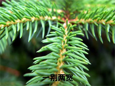 精选热门小说一别两宽（许留夏陆衍沉）-（许留夏陆衍沉）一别两宽免费阅读