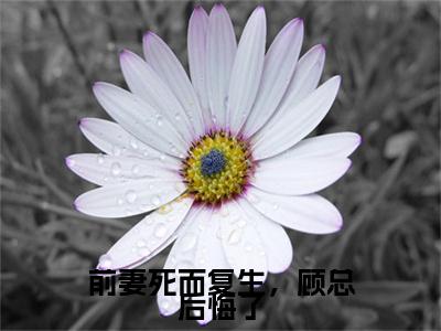 （前妻死而复生，顾总后悔了）前妻死而复生，顾总后悔了小说(赵心语顾慕城)小说全集速览无广告高口碑小说