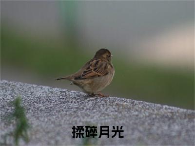 （温宁陆蔚然）温宁陆蔚然小说(揉碎月光)整书在线无广告高口碑小说