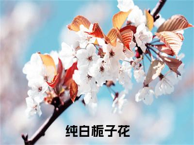 苏缈沈宴续集起点章节+全书阅读（纯白栀子花）书荒必看