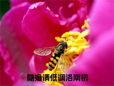 （头条）洛南初(隐婚请低调洛南初)整本免费版阅读无广告（洛南初）