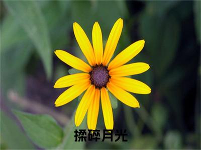 （温宁陆蔚然）温宁陆蔚然(揉碎月光)整书在线无广告高口碑小说