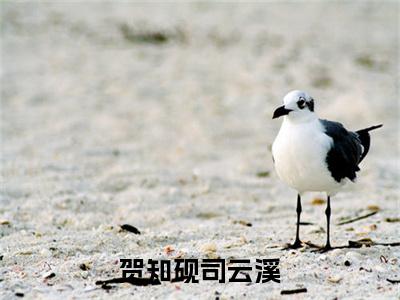 （贺知砚司云溪）：结局+番外新上热文无广告章节清单