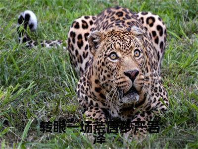 （转眼一场荒唐梦严君泽）姜青黎严君泽最终篇章章节在线无广告高口碑小说