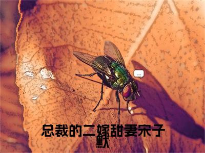 总裁的二嫁甜妻宋子默小说完本(总裁的二嫁甜妻宋子默)（温语宋子默）前传+整本阅读全新作品预订