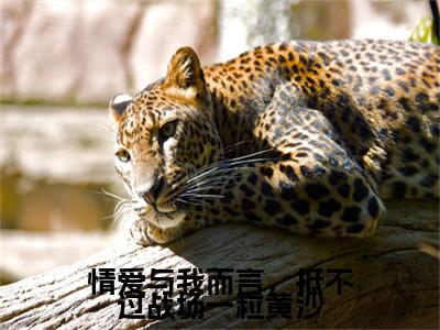楚沫熙贺易阳情爱与我而言，抵不过战场一粒黄沙小说完本+番外（情爱与我而言，抵不过战场一粒黄沙）畅享阅读