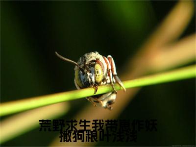 叶浅浅沈奕霖(荒野求生我带崽作妖撒狗粮叶浅浅)全本完整阅读最新章节 叶浅浅沈奕霖：结局+番外评价五颗星