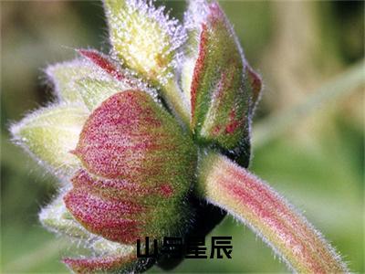 山与星辰:全文+番外（林景山苏星辰）TXT+后续+结局在线阅读